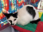 Adopt INKY a Domestic Short Hair