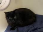 Adopt STELLA a Domestic Short Hair