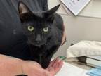 Adopt TWEET a Domestic Short Hair