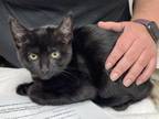 Adopt TWIX a Domestic Short Hair