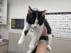 Adopt CHOLULA a Domestic Short Hair