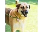 Adopt CASSIDY a Anatolian Shepherd, Mixed Breed