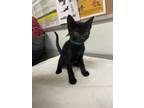 Adopt MISO a Domestic Short Hair