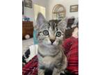 Adopt CALLIE a Domestic Short Hair