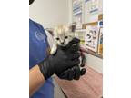 Adopt A847279 a Domestic Short Hair