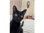 Adopt EBONY a Domestic Short Hair