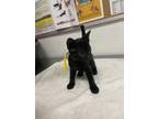 Adopt MOCHI a Domestic Short Hair