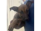 Adopt A132700 a Rhodesian Ridgeback, Mixed Breed