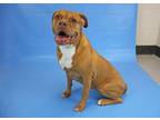 Adopt INARA a Mastiff, Boxer