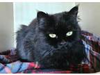 Adopt SASHAY a Persian, Domestic Short Hair