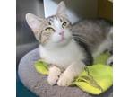 Adopt Luv Bug a Domestic Short Hair