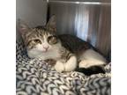 Adopt Bertha a Domestic Short Hair