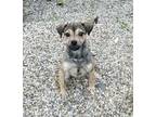 Brinley (6332) Terrier (Unknown Type, Medium) Puppy Female