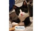 Mickey Domestic Shorthair Kitten Male