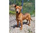 Dede (6326) Labrador Retriever Young Female