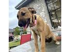 Callie German Shepherd Dog Young Female