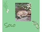 Solo Goldendoodle Young Male