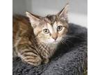 Beauty Domestic Shorthair Kitten Female