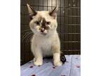 Elodie Domestic Shorthair Kitten Female