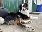 Badger Australian Shepherd Adult Male