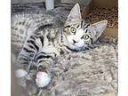 Lenox Domestic Shorthair Kitten Male