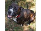 GINGER Boxer Adult Female