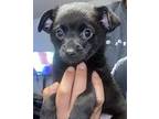 Gordo Chihuahua Puppy Male