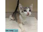 Luna Domestic Shorthair Kitten Female