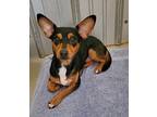 Dutch (6331) Chihuahua Adult Male