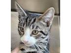 Clay Domestic Shorthair Kitten Male