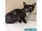 Birdie Domestic Shorthair Kitten Female