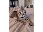 Zeus Domestic Shorthair Kitten Male