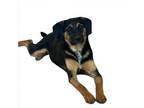 Adopt SUSAN a Dachshund, Terrier