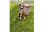 Adopt Alice in Wonderland a Pit Bull Terrier, Mixed Breed