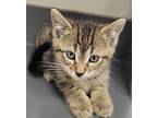 Cory Domestic Shorthair Kitten Male