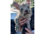 Adopt ZARA a Cairn Terrier, Mixed Breed