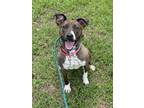 Adopt ZELDA a American Staffordshire Terrier