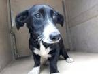 Adopt JILL a Dachshund, Border Collie