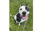 Adopt AZULA a American Staffordshire Terrier
