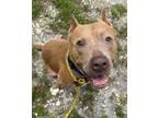 Adopt ALLIE a American Staffordshire Terrier