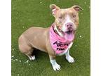 Adopt NOELLE a American Staffordshire Terrier, Mixed Breed