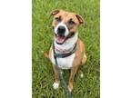 Adopt ARABELLA a Labrador Retriever, Mixed Breed
