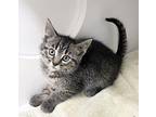 Avalon ~ Available at Petsmart in Warsaw, IN! Domestic Shorthair Kitten Female