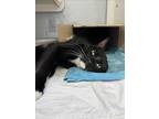 Adopt DASH a Domestic Short Hair
