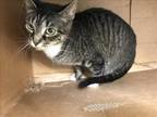 Adopt FREYA a Domestic Short Hair
