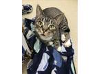 Adopt MITTENS a Domestic Short Hair