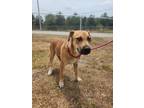 Adopt IVY a German Shepherd Dog