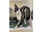 Adopt MINETTE a Domestic Short Hair