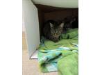 Adopt AYANNA a Domestic Short Hair