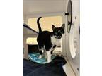 Adopt CAMMY a Domestic Short Hair